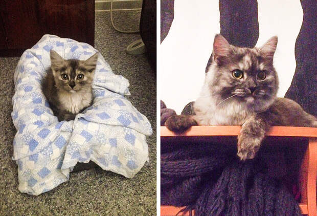 20+ проникновенных фото, которые показывают, как быстро растут наши питомцы