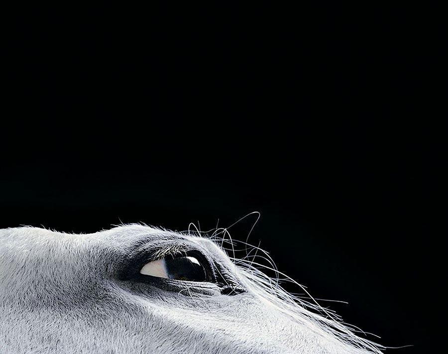 Грация прекрасных лошадей в фотопроекте Equus