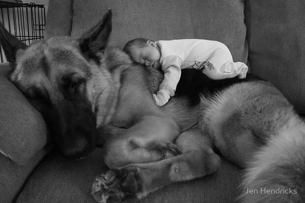 маленькие дети и большие собаки