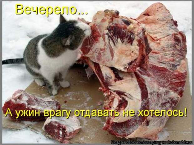 Котоматрицы(картинки с надписями)
