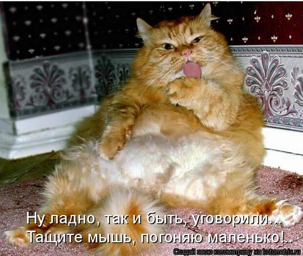 Котоматрица - Ну ладно, так и быть, уговорили... Тащите мышь, погоняю маленько!..