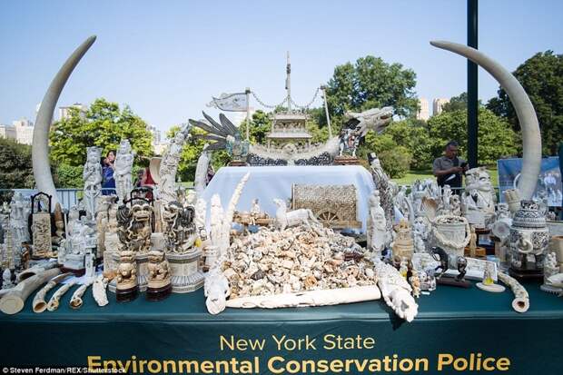В Нью-Йорке прилюдно раздробили контрафактные изделия из слоновой кости на 4,5 млн долларов Браконьеры, акция, защита животных, нью-йорк, слоновая кость, центральный парк