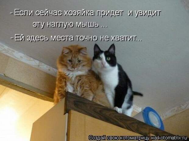 Забавные котоматрицы