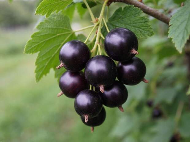 Ягоды, которые не помещаются в ладонь: смородина нового поколения для суперурожая