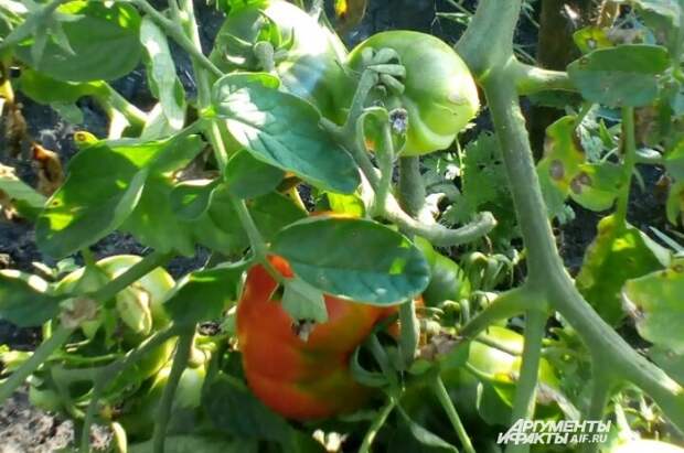 Первый помидор в этом сезоне в саду Светланы Дейнеко.