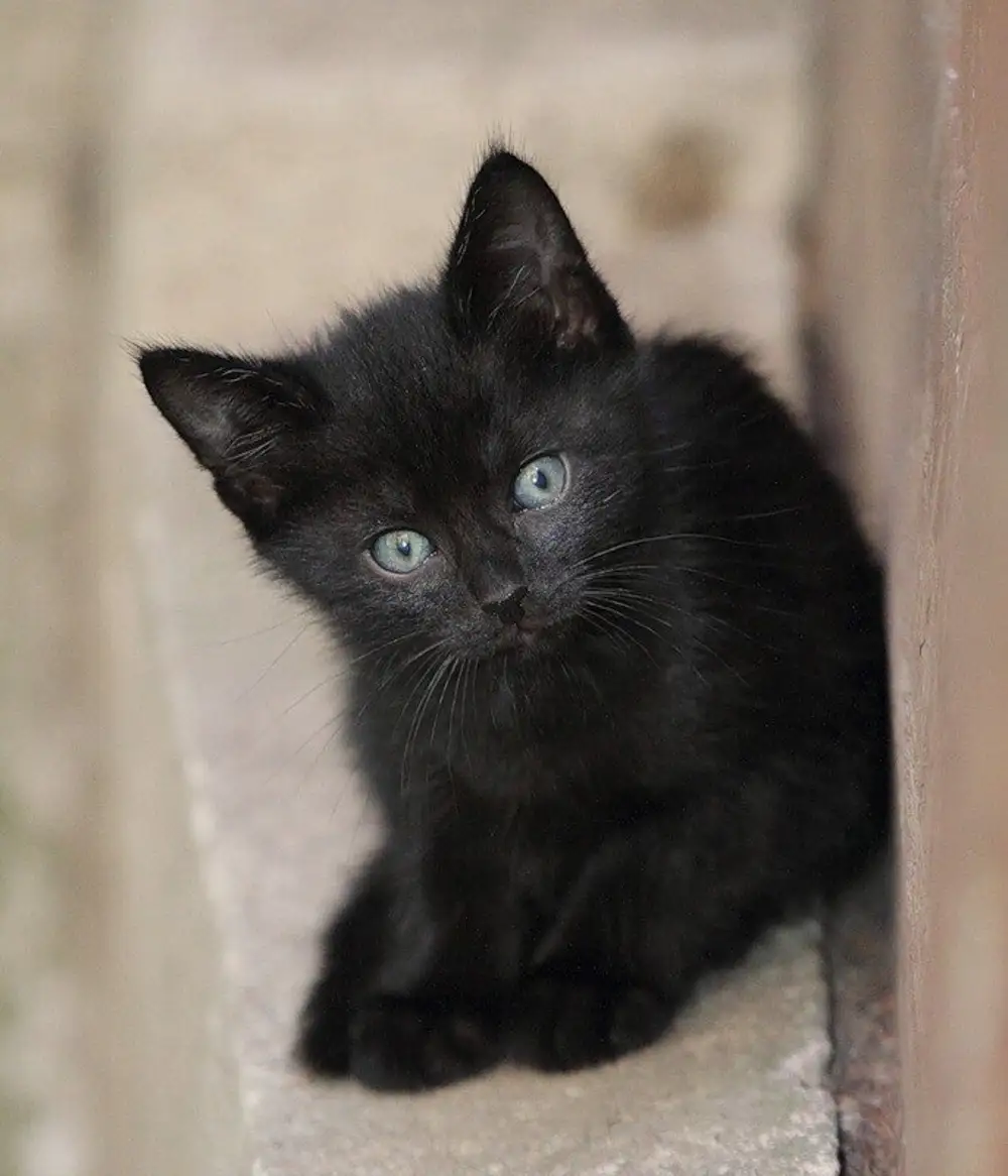 Авито черные котята. Черный котенок. Маленький черный котенок. Черненький котенок. Черный кот с серыми глазами.