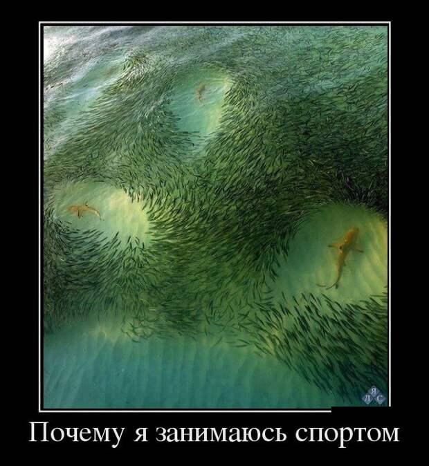 Демотиваторы (30 фото) Демотиваторы (30 фото)