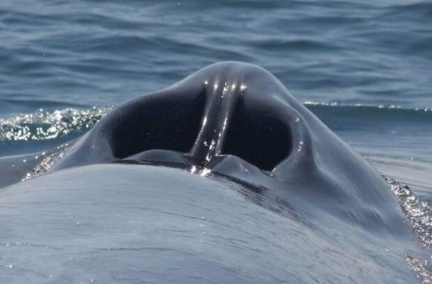 Когда нибудь видели дыхало на спине кита? интересное, интересные фото, неожиданно, подборка, познавательно, редкие фото, секреты, фото