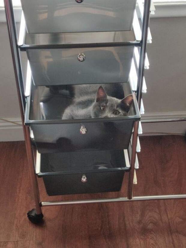 Находчивые котики, которые прекрасно устроятся где угодно