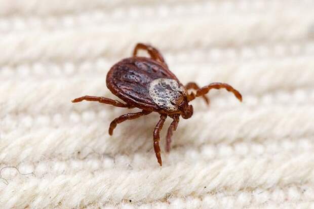 Клещи кусают в квартирах жителей Новосибирской области