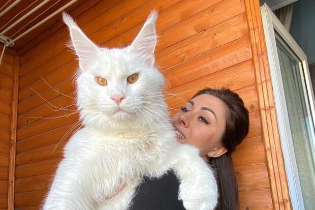 «Питается недостойными и пьёт водку»: гигантский белый кот из России покорил мир