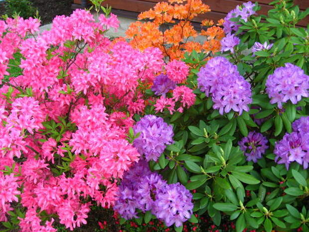 Цветение рододендронов