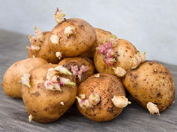 Проросший картофель - нередкая картина. / Фото: Kuban24.tv
