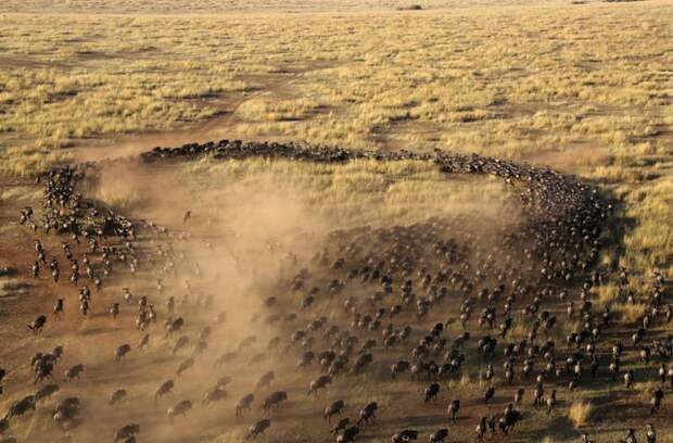 Великая миграция антилоп гну — потрясающее зрелище в мире, животные, животный мир, жизнь, интересное, мигрант, мигранты, подборка