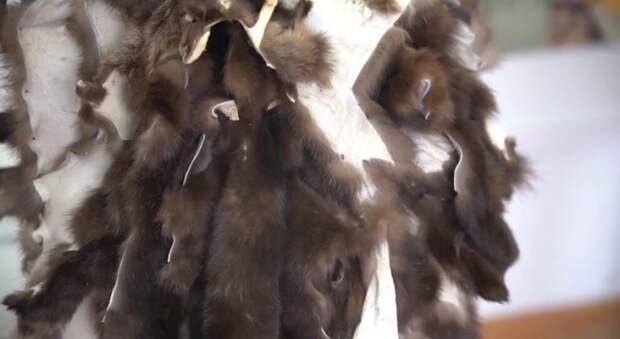 совхоз верхне пуровский