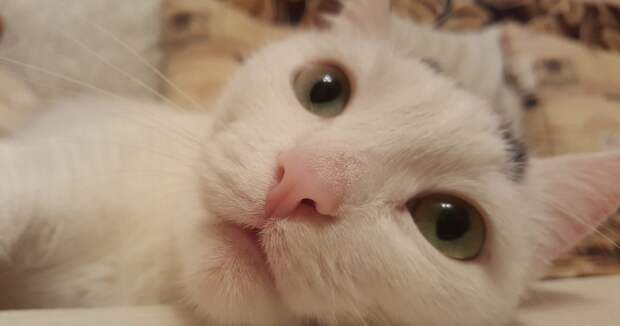 белая кошка с большими глазами