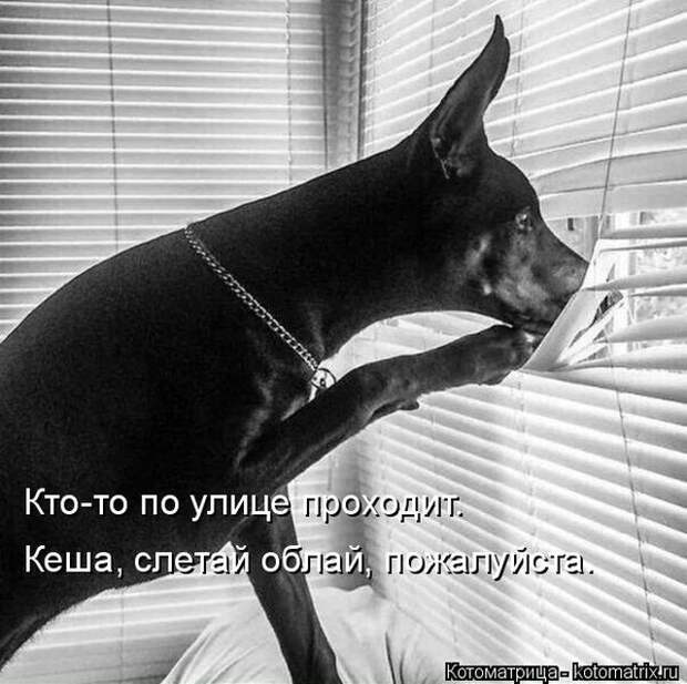 Лучшие котоматрицы недели (50 фото)