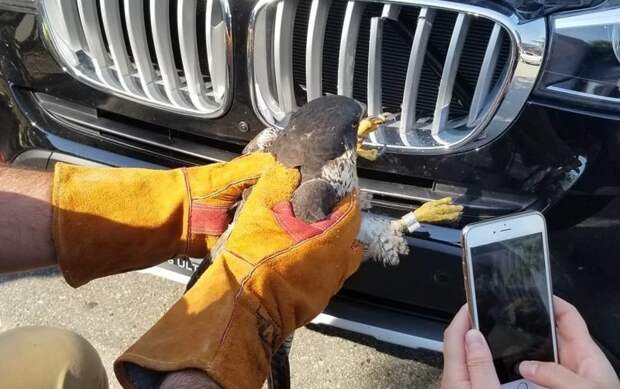 Спасение сокола, застрявшего в автомобильной решетке радиатора в мире, животные, птица, решетка, сокол, спасение
