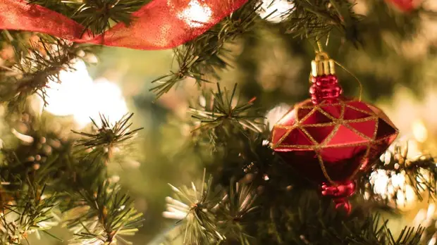 Врач Болибок рассказал об особенностях покупки ёлки для аллергиков