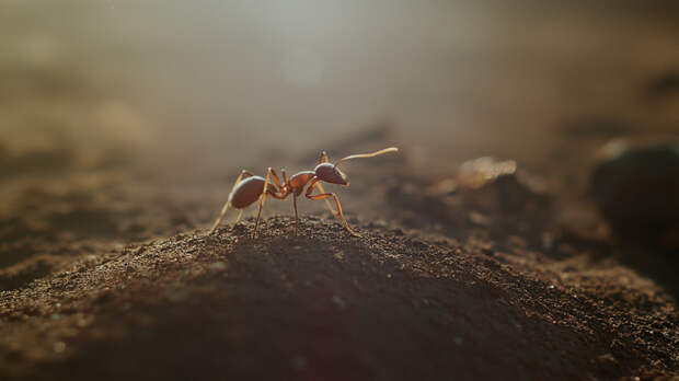 Российские врачи извлекли муравья из уха приехавшей из Таиланда туристки