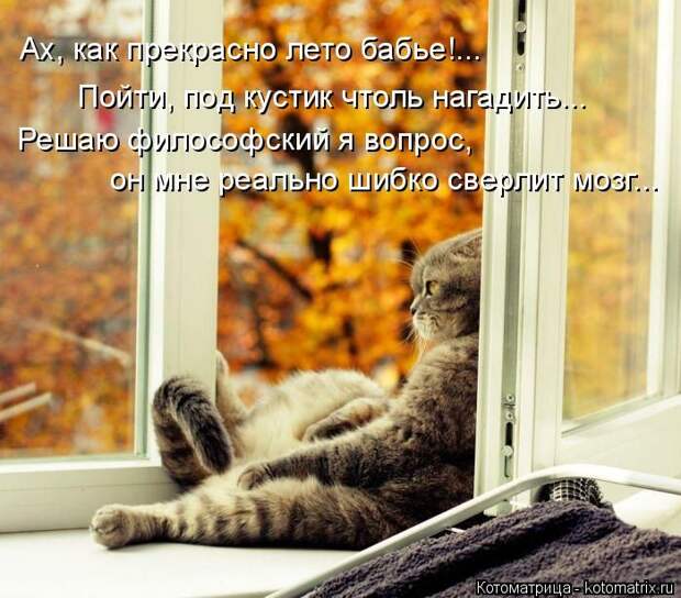 Лучшие котоматрицы недели (50 фото)