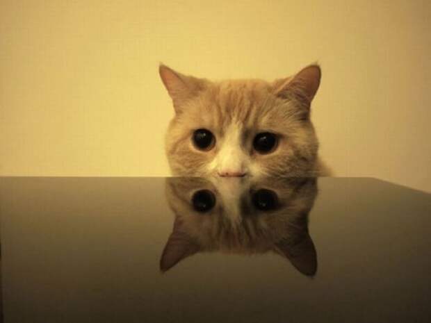 Коты в засаде