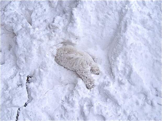 животные впервые в жизни видят снег (18)