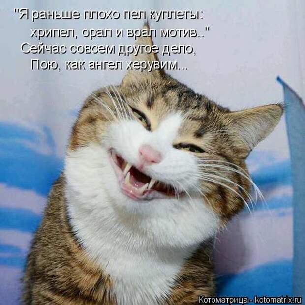 Лучшие котоматрицы недели (50 фото)