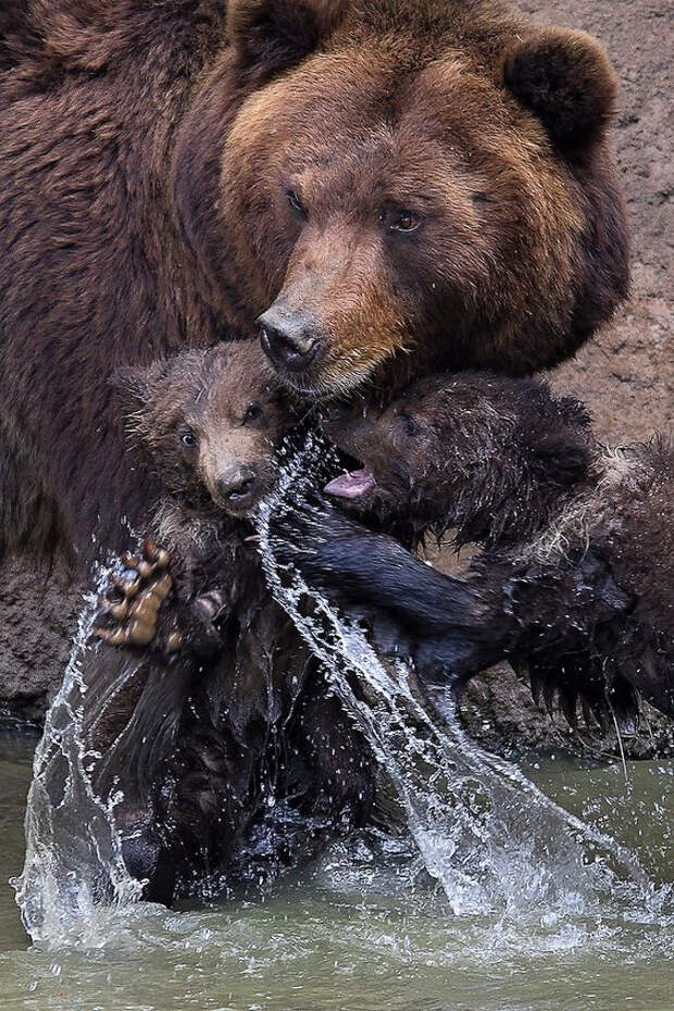 Мамы рядом с детёнышами из животного мира