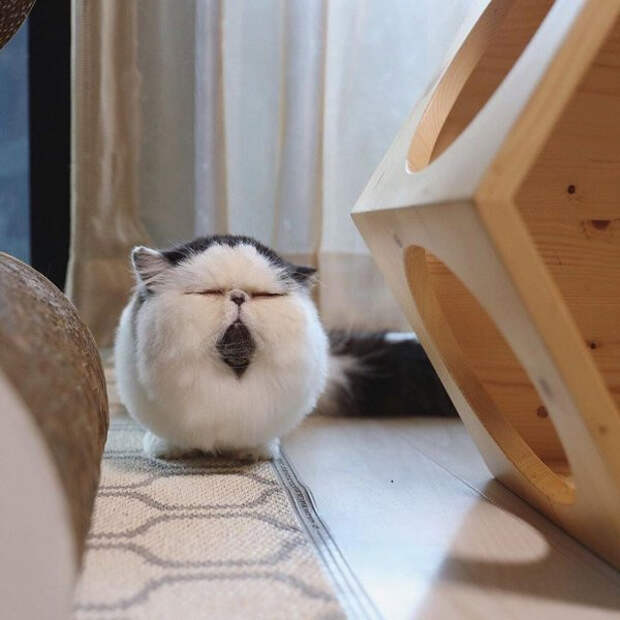 Животные, которые постигли дзен