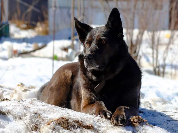 ЧП в Тобольске с участием собаки: набросилась на ребёнка, повалила на землю и искусала