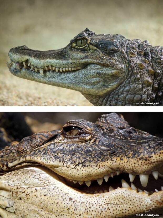 Самые красивые виды крокодилов. CC0