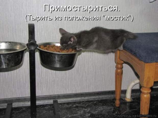 Котоматрицы(картинки с надписями)