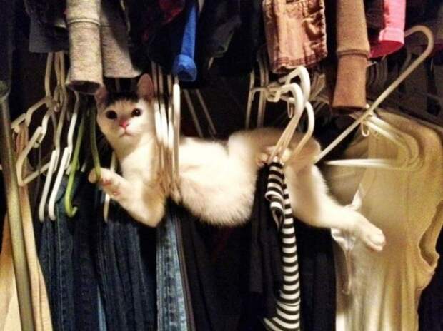 30 фотографий, которыми коты могут гордиться