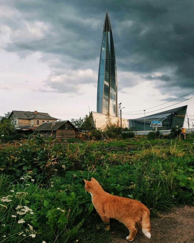 Очень колоритные уличные коты бездомные, город, кот, кошка, улица, уличные кошки, эстетика