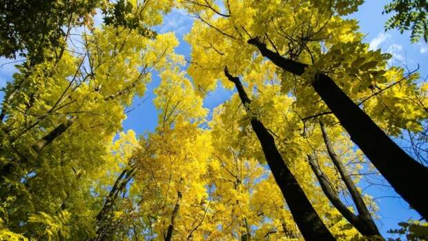 Осень / Фото: Екатерина Смолихина / amic.ru