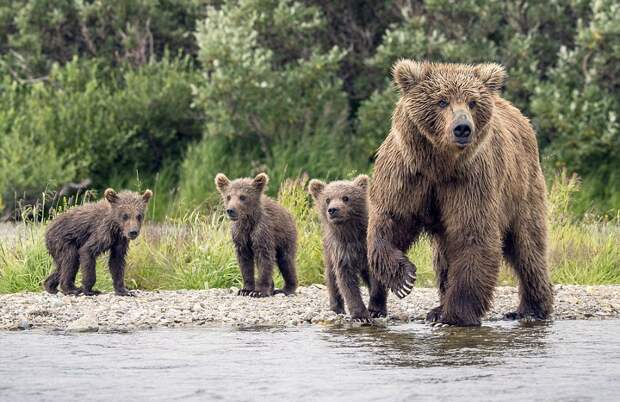 mama-bear-catches-a-salmon-to-feed-her-cubs-07