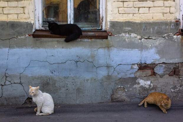 Котики всех стран, объединяйтесь! братья наши меньшие, город, дворовые кошки, кот, улица, уличные кошки, эстетика