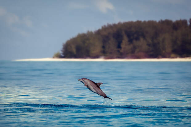 Dolphin jump by Furqan Ali on 500px.com