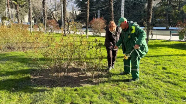 В Ялте приступили к традиционной весенней обрезке роз