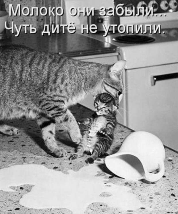 Весёлая котоматрица смех, фото