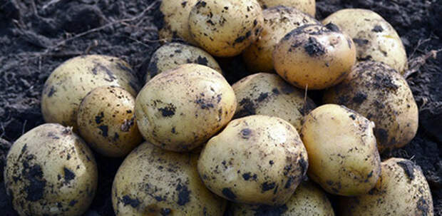 Самые вкусные сорта картофеля: Фото 10