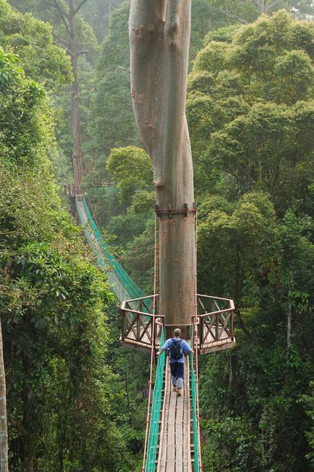 Подвесная канатная дорога по тропическому лесу Борнео. Фото