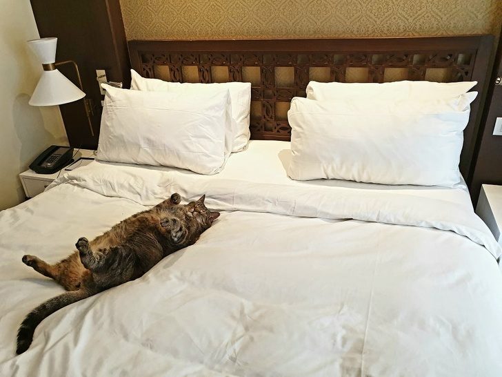 Ситуации, которые показывают, что это кошки заводят нас, а не мы их