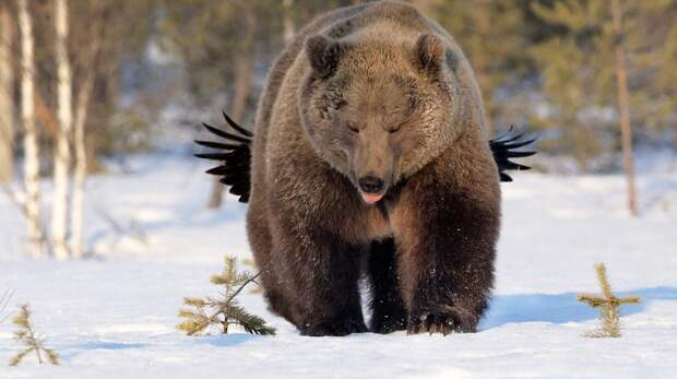 Самые смешные фото животных за зиму 2026 года