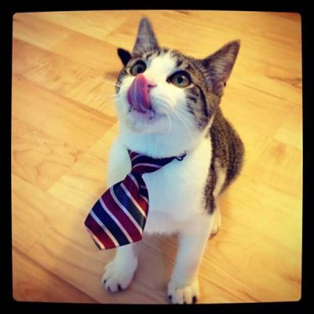КОТОприколы (22 шт)