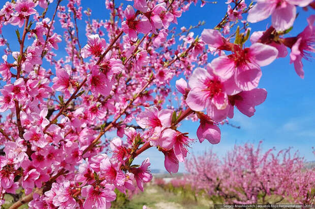 Как цветут персики в Крыму