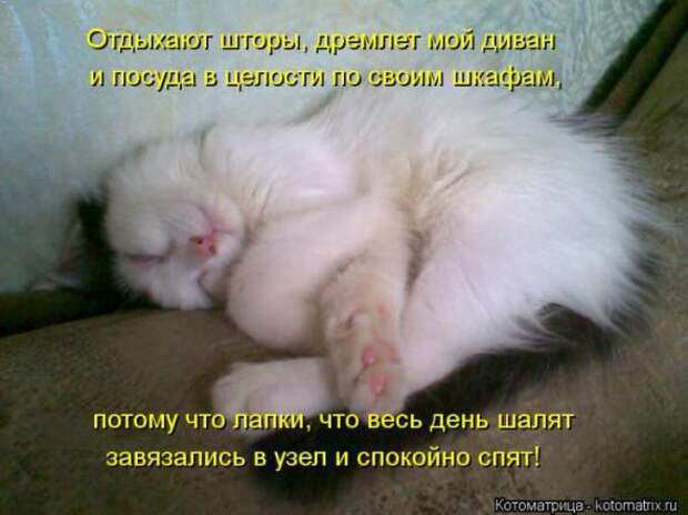 Котоматрицы(картинки с надписями)