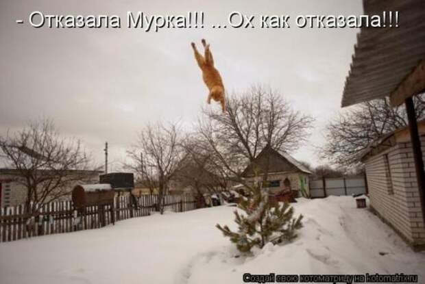Котоматрицы (картинки с надписями)