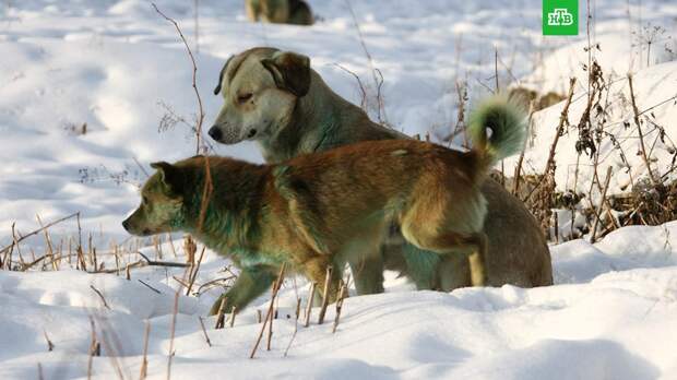 Бастрыкин поручил изменить закон после череды нападений бродячих собак
